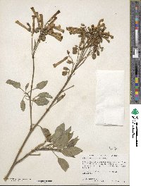 Nicotiana glauca image