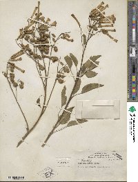 Nicotiana glauca image