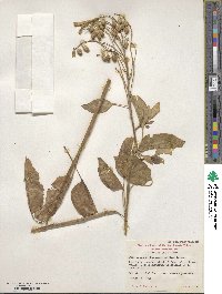 Nicotiana glauca image