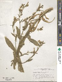 Image of Nicotiana obtusifolia