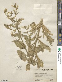 Nicotiana obtusifolia image