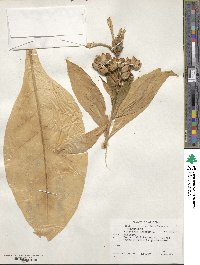 Nicotiana tabacum image