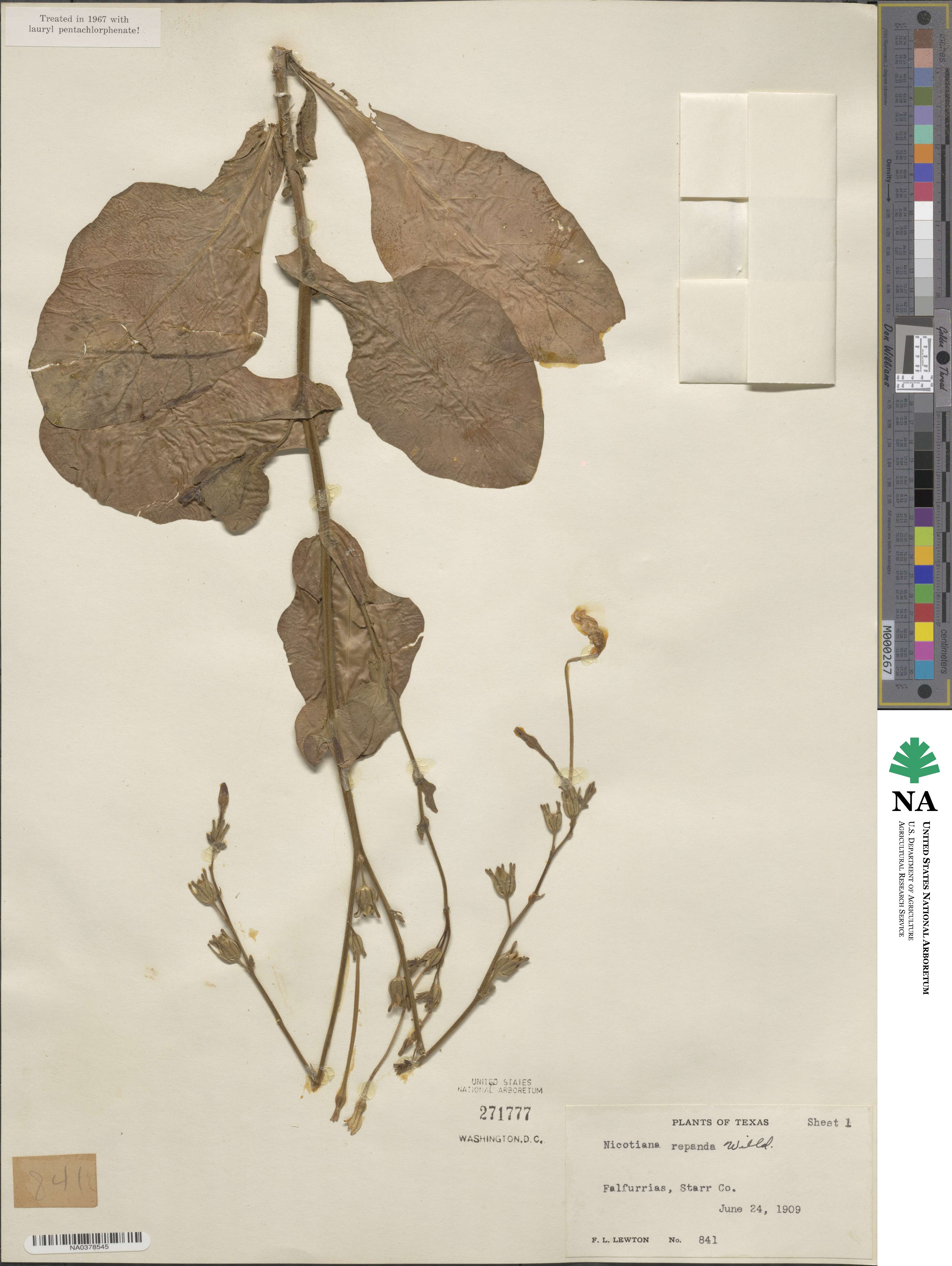 Nicotiana repanda image