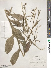 Nicotiana plumbaginifolia image