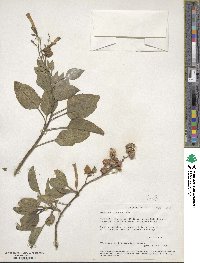 Nicotiana glauca image