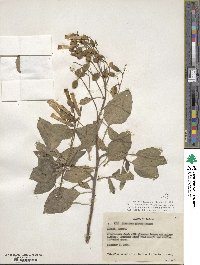 Nicotiana glauca image