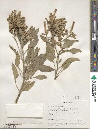 Nicotiana glauca image