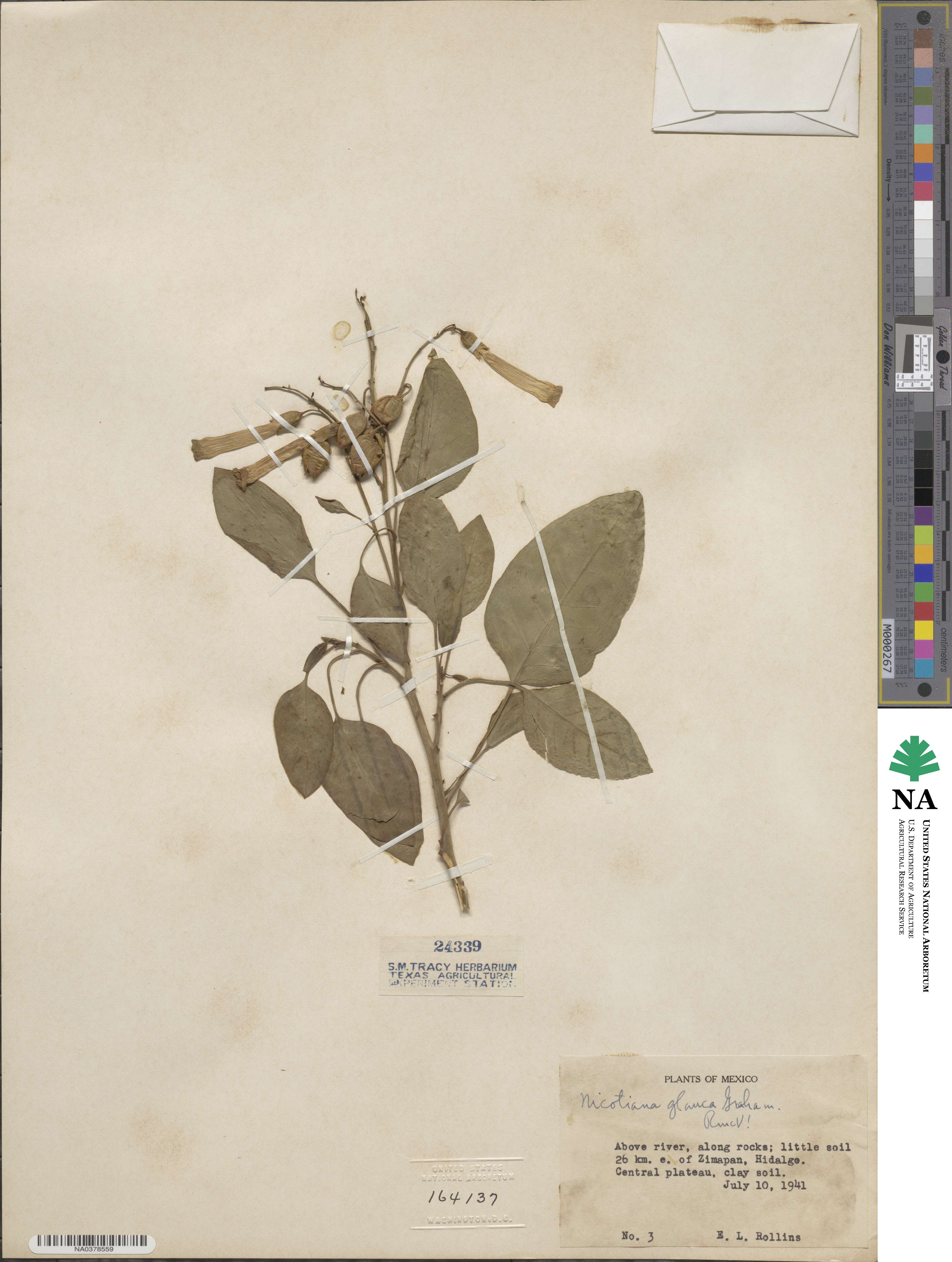 Nicotiana glauca image