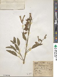 Nicotiana glauca image