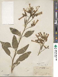 Nicotiana glauca image