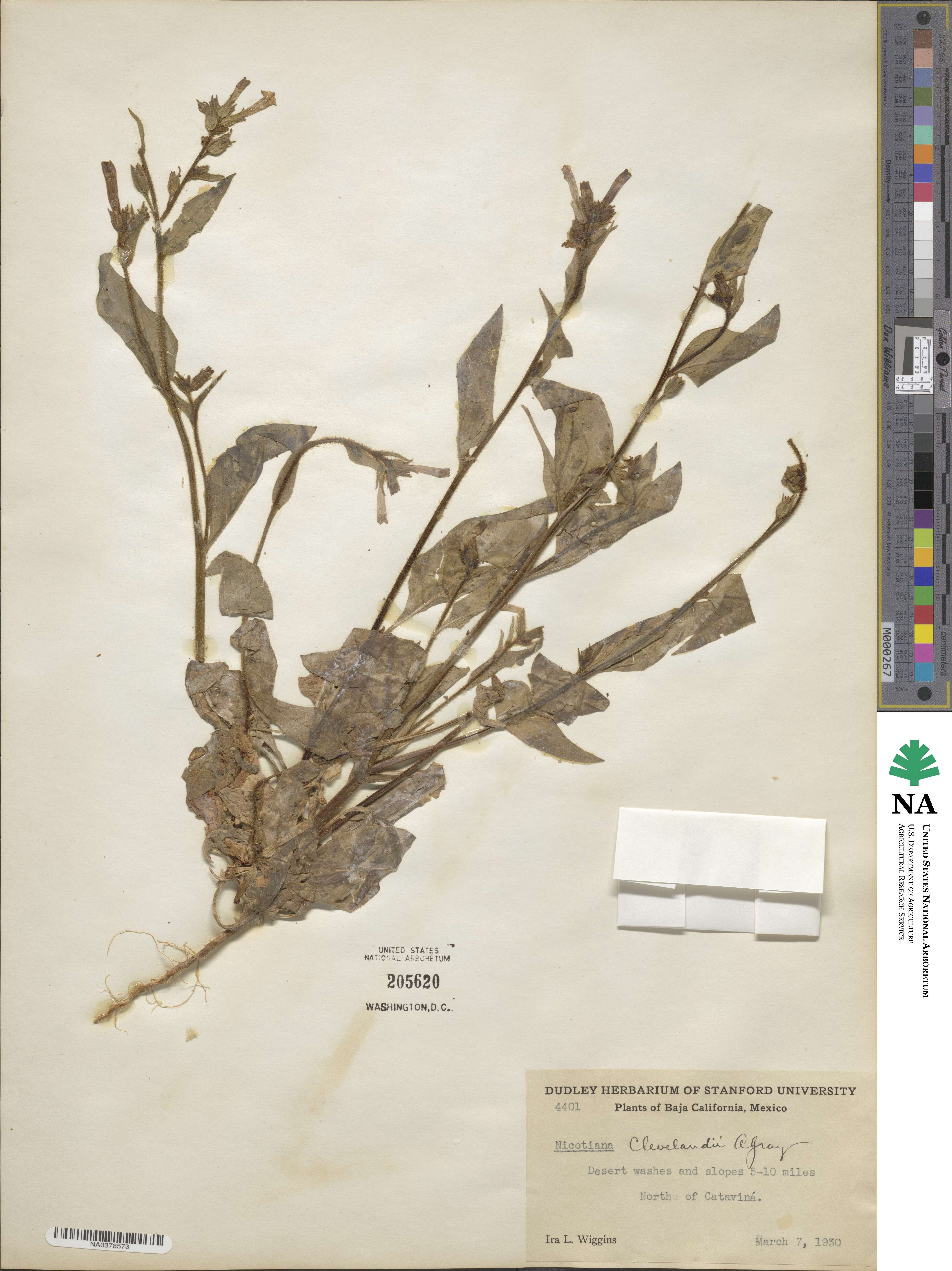 Nicotiana clevelandii image