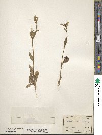 Nicotiana clevelandii image