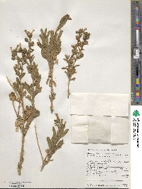 Nicotiana obtusifolia image