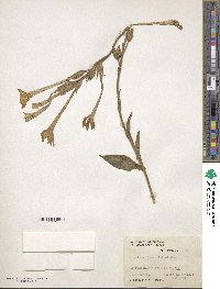 Nicotiana alata image