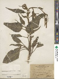 Nicotiana acuminata image