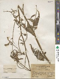 Nicotiana acuminata image