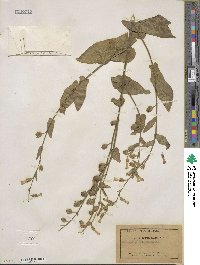 Nicotiana obtusifolia image