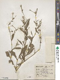 Nicotiana plumbaginifolia image