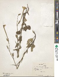 Nicotiana longiflora image