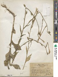 Nicotiana longiflora image