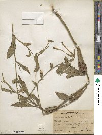 Nicotiana longiflora image