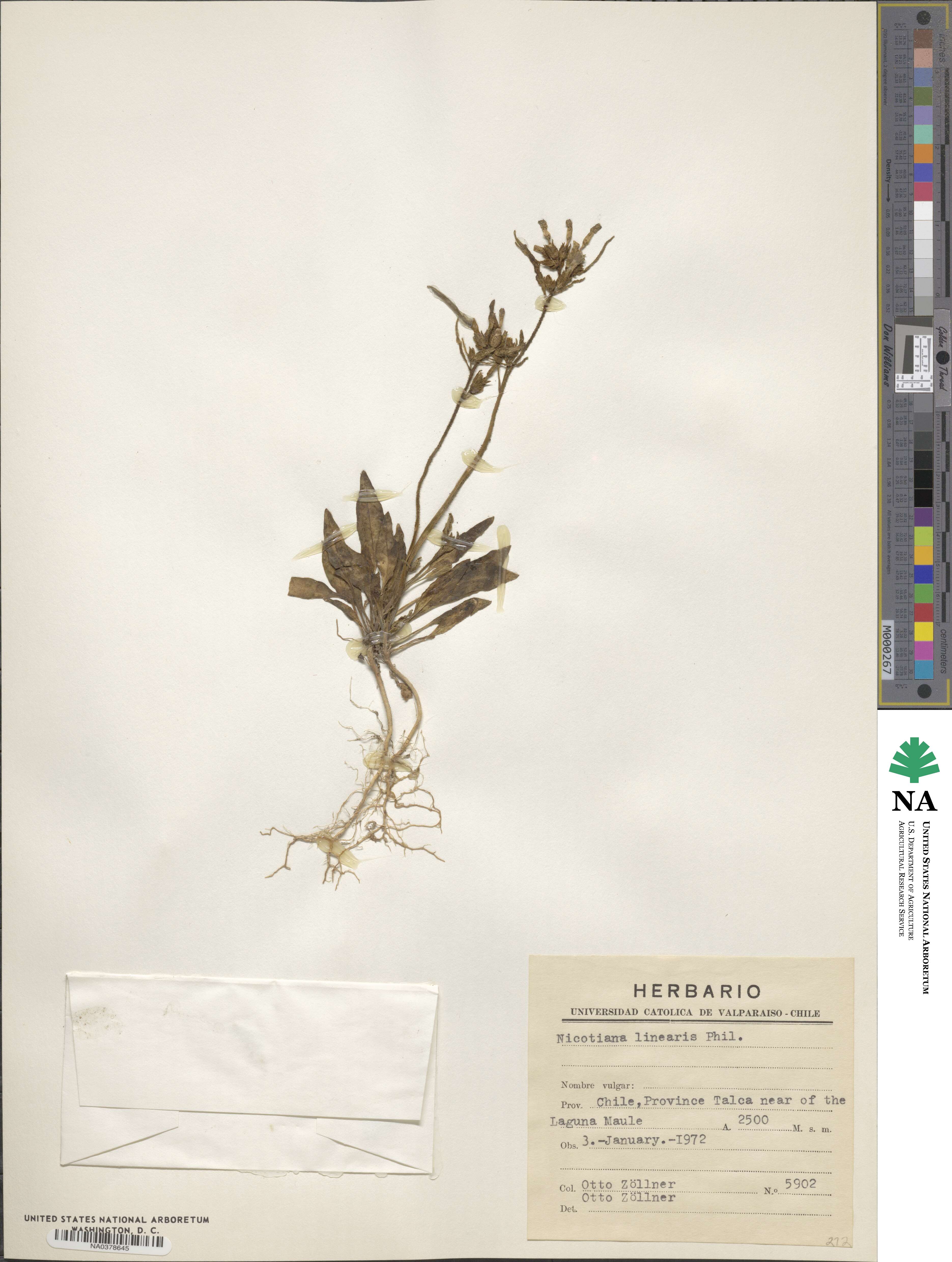 Nicotiana linearis image