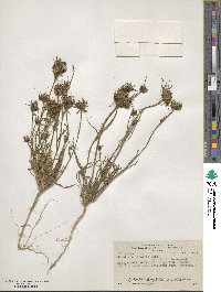 Nicotiana linearis image