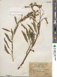 Nicotiana glauca image