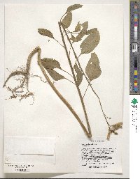 Nicotiana glauca image