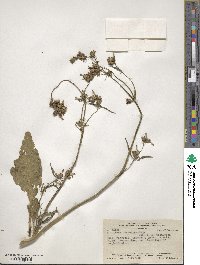 Nicotiana corymbosa image