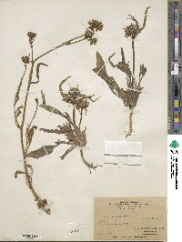 Nicotiana corymbosa image