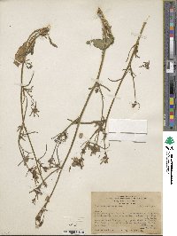 Nicotiana corymbosa image