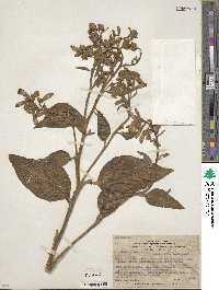 Nicotiana rustica image