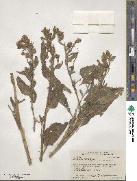 Nicotiana rustica image