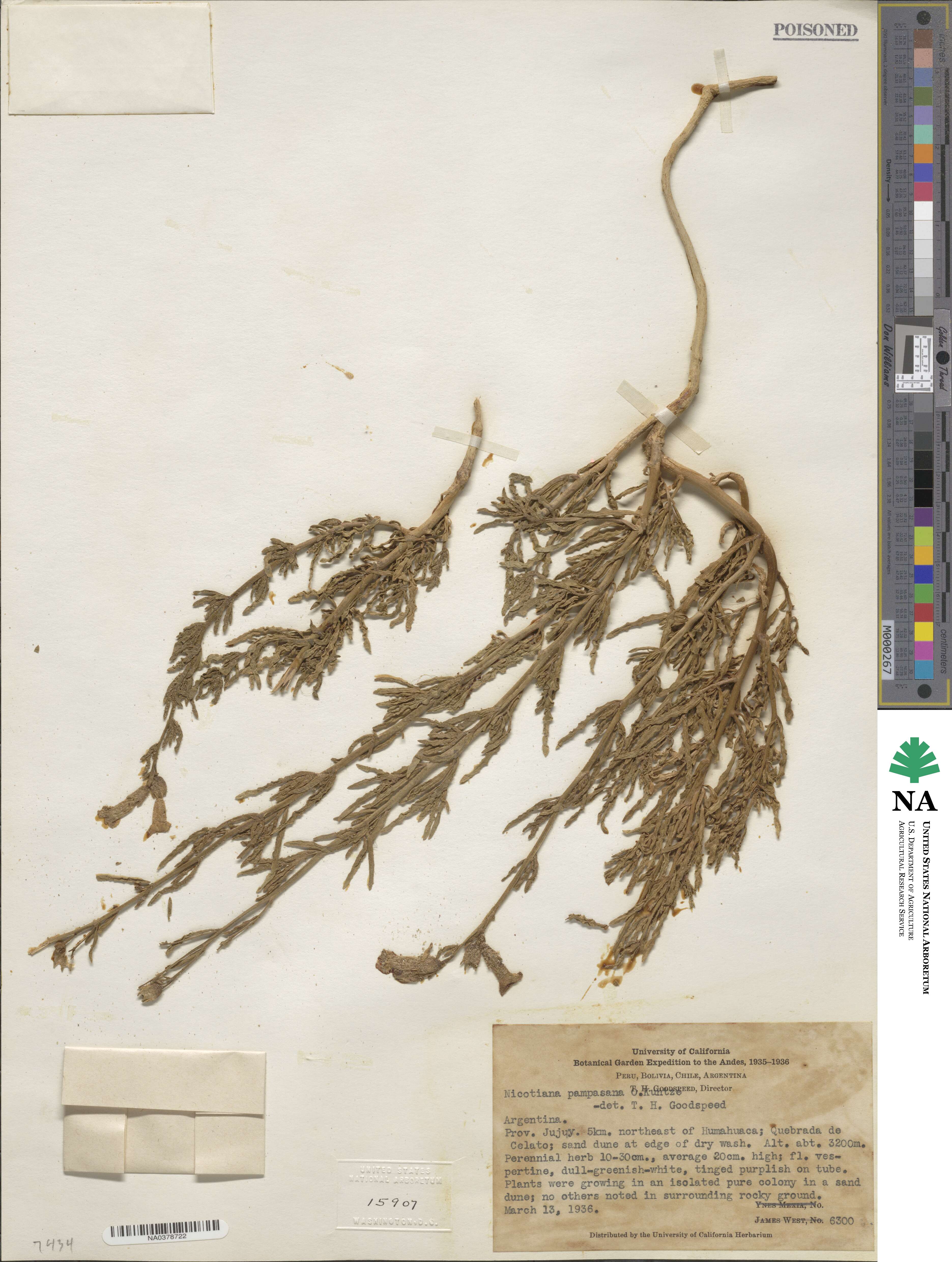 Nicotiana petunioides image