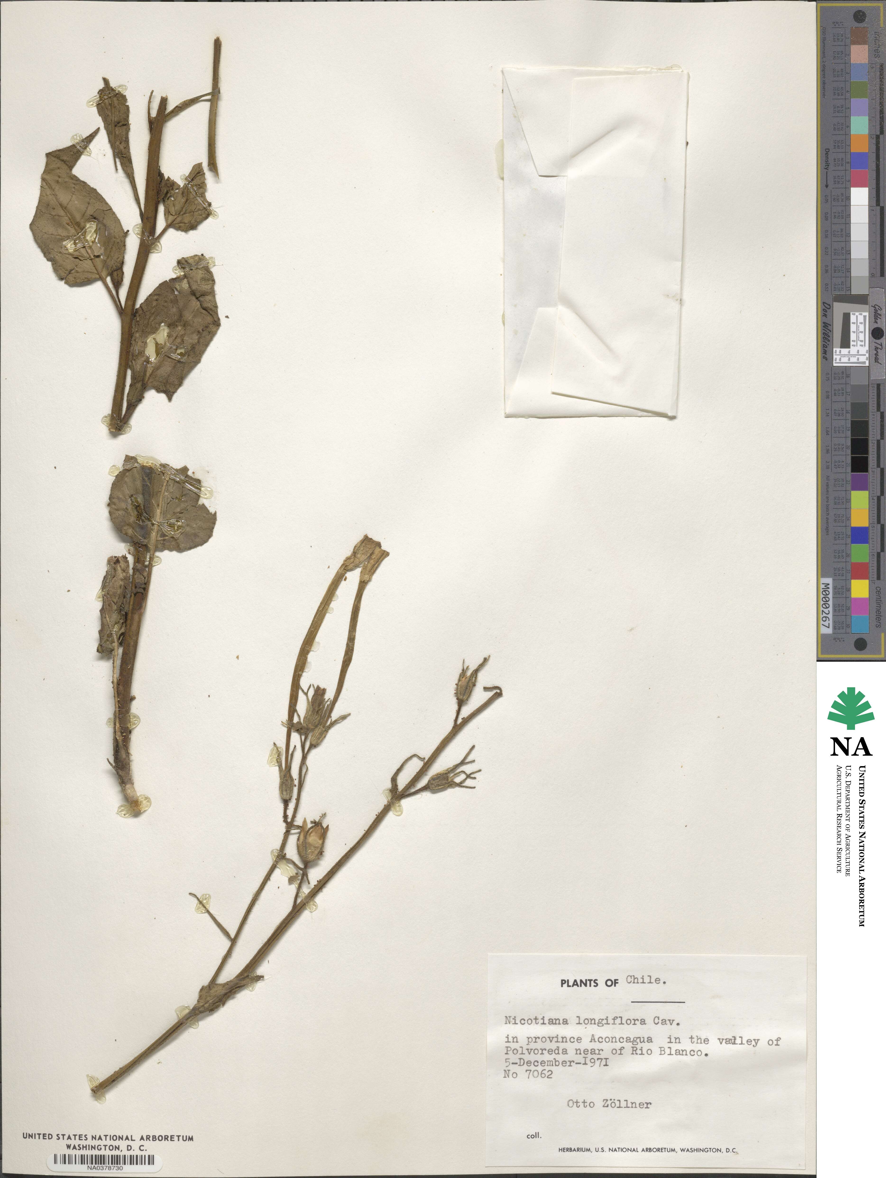 Nicotiana longiflora image