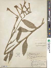 Nicotiana longiflora image