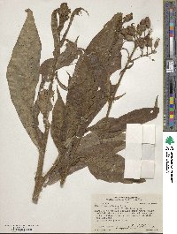 Nicotiana tabacum image