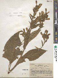 Nicotiana tabacum image