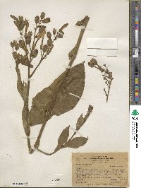 Nicotiana tabacum image