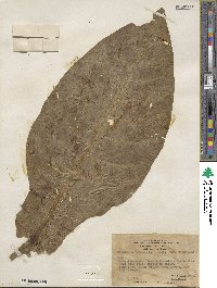 Nicotiana tabacum image