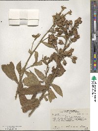 Nicotiana tabacum image