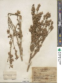 Nicotiana undulata image