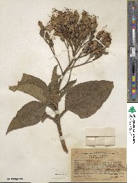 Nicotiana tomentosa image