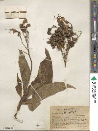 Nicotiana tomentosa image