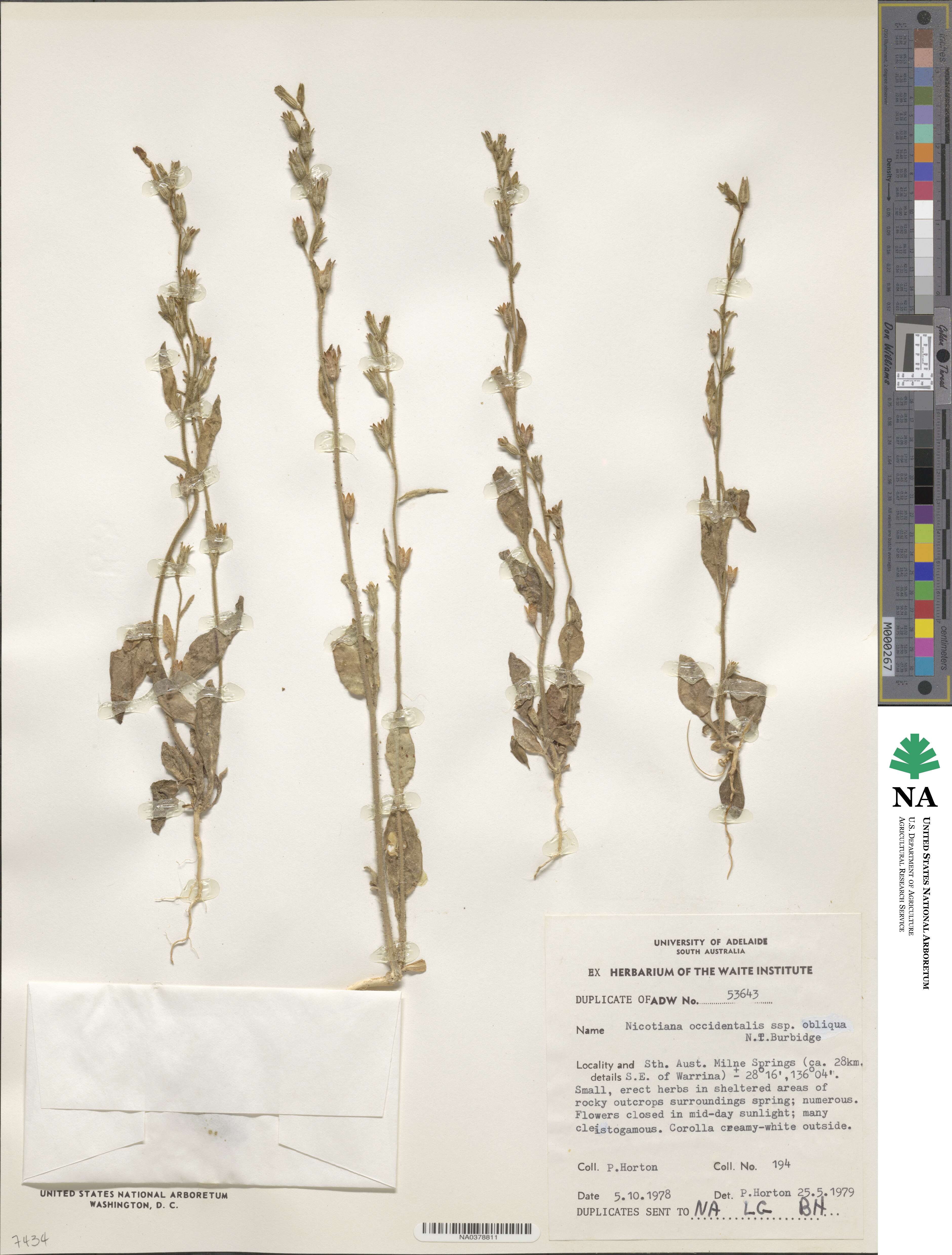 Nicotiana occidentalis subsp. obliqua image