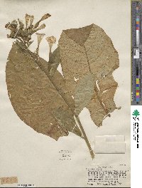 Nicotiana tabacum image