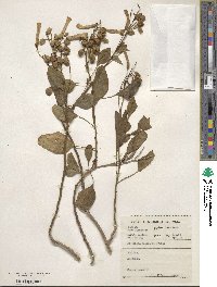 Nicotiana glauca image