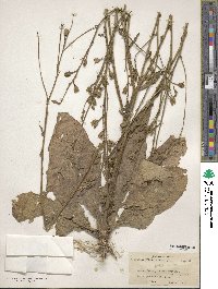 Nicotiana tabacum image