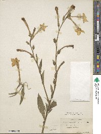 Nicotiana alata image